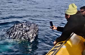 image n.3 of Noosa: Humpback Whale Watching Tour activity in Noosa Heads, uploaded by supplier