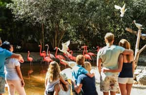 imagen n.º 3 de Maspalomas: Ticket de entrada a Palmitos Park con Espectáculos de Delfines y Aves actividad en Maspalomas, subida por el proveedor