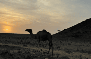 Immagine nº 4 di Tramonto nel deserto con pick up attività a Mascate, caricata dal fornitore