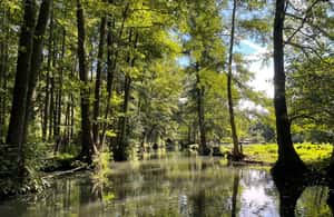 image n.3 of From Berlin to the Fairy-Tale Forest of the Spree River activity in Berlin, uploaded by supplier