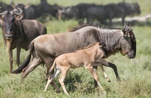 image n.4 of Serengeti: 3-Day Migration Safari with Hot Air Balloon Ride activity in Mara Region, uploaded by supplier
