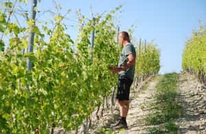 billede nr.3 af aktiviteten Monforte d'Alba: Barolo-smagning, vingårds- og kælderbesøg i Monforte d'Alba, uploadet af udbyder