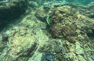 pilt nr 4/Snorkelingureis Angel Rocki tegevusest Põhja-Keskprovints, üles laadinud tarnija