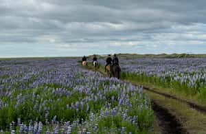 imagen n.º 3 de sur de Islandia: Excursión a caballo por la playa negra actividad en Hvolsvöllur, subida por el proveedor