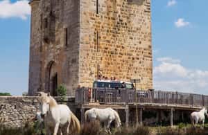 image n.3 of Safari 4x4 in Camargue / VIP Tour 3h30 / Grau du Roi activity in South of France, uploaded by supplier