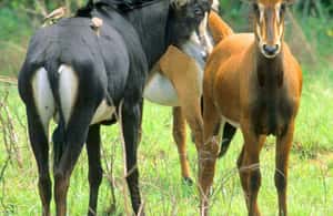 image n.3 of From Diani: Full Day Shimba hills tour with Sheldrick Falls activity in Diani, uploaded by supplier