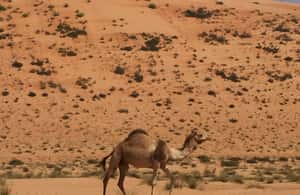 Immagine nº 3 di Da Muscat: Safari privato nel deserto, pernottamento e Wadi Khalid attività a Regione al-Sharqiyya, caricata dal fornitore