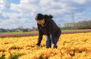 image n.3 of Amsterdam: Tulip Farm Visit, Keukenhof, and Windmill Cruise activity in Voorhout, The Netherlands, uploaded by supplier