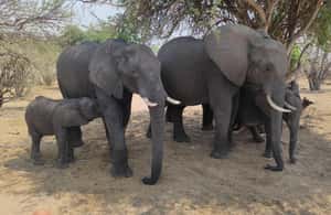 image n.3 of From Zimbabwe: Chobe Safari and Quadripoint Day trip activity in Victoria Falls Town, uploaded by supplier