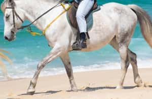 imagem n.4 de Melides: Passeios a cavalo na praia de Melides atividade em Melides, carregada pelo fornecedor