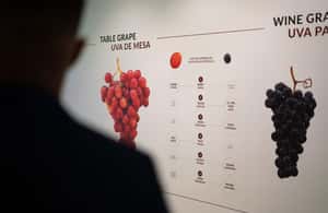 image n.4 of Porto: Taylor’s Port Cellar Tour & WOW Wine Experience activity in Vila Nova de Gaia, uploaded by supplier