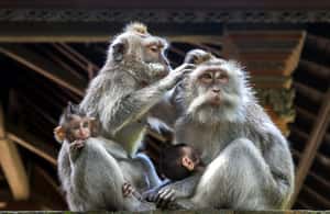 image n.4 of Ubud: All-Inclusive Tour with Optional Lunch activity in Ubud, uploaded by supplier