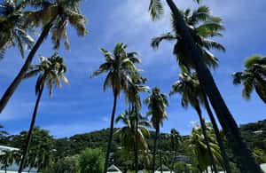 slika br. 4 iz kolekcije Bequia: Tradicionalna kuća na brdu i pješačka tura Belmontom aktivnosti u mjestu Port Elizabeth, prenio opskrbni partner