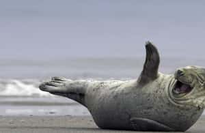 image n.3 of Private Glacier Lagoon & Diamond Beach Tour activity in Northeastern Region, Iceland, uploaded by supplier
