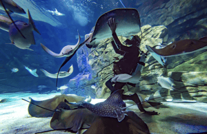 imagem n.4 de Ripley's Aquarium: Entrada no Sharks After Dark (depois das 17h) atividade em Toronto, carregada pelo fornecedor