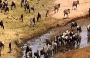 Image N°4 de Voyage d'une journée en Tanzanie - Safari de grande envergure - Aventures de faune et de flore activité à Région d'Arusha, publiée par le prestataire