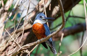 image n.4 of Private Avellanas Wildlife Walk activity in Tamarindo, uploaded by supplier