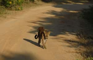 image n.4 of Yala Safari Tour from Hambantota Port area (Shore Excursion) activity in Hambantota, uploaded by supplier