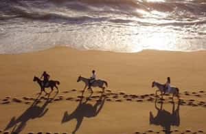 imagem n.3 de Melides: Passeios a cavalo na praia de Melides atividade em Melides, carregada pelo fornecedor