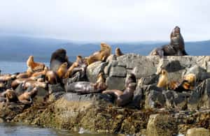 imagem n.3 de Ushuaia: Passeio de barco pelo Canal de Beagle e experiência com pinguins atividade em Terra do Fogo, carregada pelo fornecedor