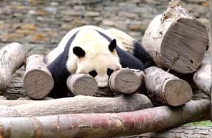 Bild Nr. 3 von Chengdu: Giant Panda Breeding Research Base Ticket Aktivität in Chengdu, hochgeladen vom Anbieter