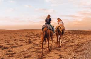 Immagine nº 3 di Deserto di Agafay: quad, giro in cammello e cena con spettacolo attività a Marrakech, caricata dal fornitore