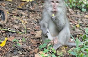 imagem n.4 de Lombok: caminhada - terraço de arroz e passeio pelas cachoeiras atividade em Sonda Ocidental, carregada pelo fornecedor