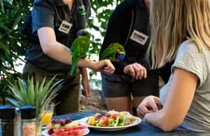 image n.4 of Port Douglas: Breakfast with the Birds activity in Port Douglas, uploaded by supplier