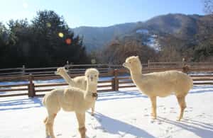 imagen n.º 4 de Desde Seúl: Alpaca World, Eobi Ice Valley, isla de Nami actividad en Chuncheon, subida por el proveedor