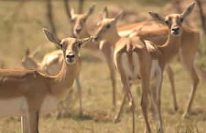 image n.3 of Bishnoi Village :Safari tour activity in Jodhpur, uploaded by supplier