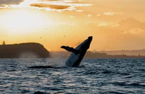 image n.4 of Byron Bay: Whale Watching Cruise with a Marine Biologist activity in New South Wales, uploaded by supplier