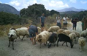 image n.3 of Buggy safari Crete (Transfer and lunch) analipsi- hersonisos activity in Neapolis, Crete, uploaded by supplier