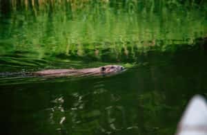 image n.4 of Stockholm: Sunset Canoe Beaver Safari & BBQ on Island activity in Vaxholm, uploaded by supplier