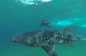 image n.3 of From La Paz: Whale Sharks, Sea Lions & Balandra Beach Combo activity in Baja California Sur, uploaded by supplier
