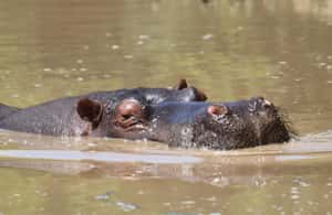 image n.4 of Full-Day Addo Park & Schotia Game Reserve (Open 4x4 vehicle) activity in Eastern Cape, uploaded by supplier