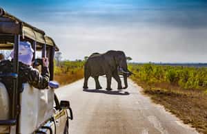 imagem n.3 de De Joanesburgo: Safari de vida selvagem em Pilanesberg atividade em Noroeste, África do Sul, carregada pelo fornecedor