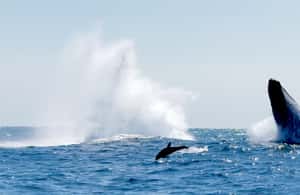 imaginea n.3 a activității Huatulco: Trezirea cu stele Croazieră cu delfinii în Huatulco, încărcată de organizator