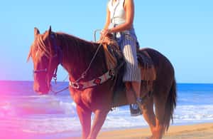 image n.3 of Sayulita: Horseback Riding Tour activity in Sayulita, uploaded by supplier