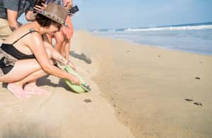 Bild Nr. 4 von Puerto Escondido: Erlebnis Schildkrötenbefreiung Aktivität in Puerto Escondido, hochgeladen vom Anbieter