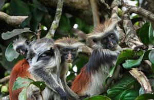 image n.4 of Mnemba Island, Jozani Forest, Kuza Cave, The Rock Restaurant activity in Unguja South Region, uploaded by supplier