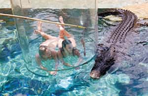 image n.3 of "Cage Of Death" Crocodile Swim and Entry to Crocosaurus Cove activity in Darwin, uploaded by supplier