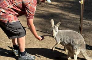 imagen n.º 4 de Desde Adelaida: Abraza a un Koala y Visita Histórica a Hahndorf actividad en Adelaida, subida por el proveedor