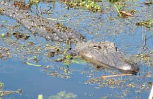 Immagine nº 4 di New Orleans: Tour in barca della palude di Honey Island con una guida attività a New Orleans, caricata dal fornitore