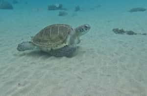 afbeelding n.3 van Privérondvaart over het hele westen (snorkelen met schildpadden) activiteit in Curaçao, geüpload door aanbieder