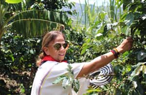 image n.3 of Medellin: Coffee Tour with Hotel Transfers and Meals activity in Medellin, uploaded by supplier