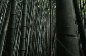 image n.3 of Kyoto: Arashiyama Bamboo Forest Hiking Tour activity in Kyoto, uploaded by supplier
