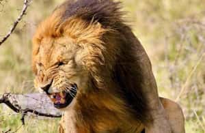 image n.4 of Nairobi: National Park & Optional Elephants & Giraffe Center activity in Nairobi, uploaded by supplier