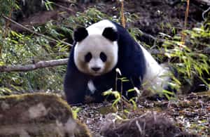 imagen n.º 4 de Excursión de un día a la Zona Escénica del Gran Buda de Leshan y al Parque del Panda actividad en Chengdu, subida por el proveedor