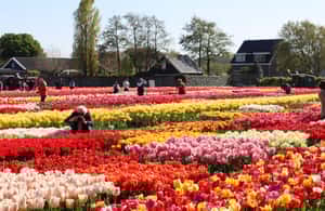 Obraz nr 3 z atrakcji Z Amsterdamu: Keukenhof Gardens & Tulip Experience Tour w Noordwijkerhout, przesłany przez organizatora