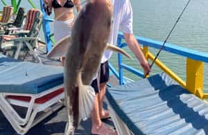 image n.4 of River Gambia & Lazy Day Cruise activity in West Coast Region, Gambia, uploaded by supplier